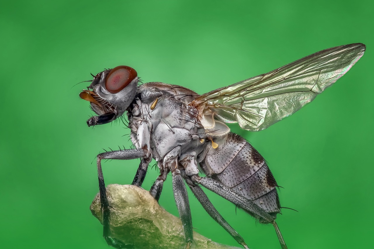 Répulsifs à mouches : Solutions naturelles pour éloigner les mouches de votre maison
